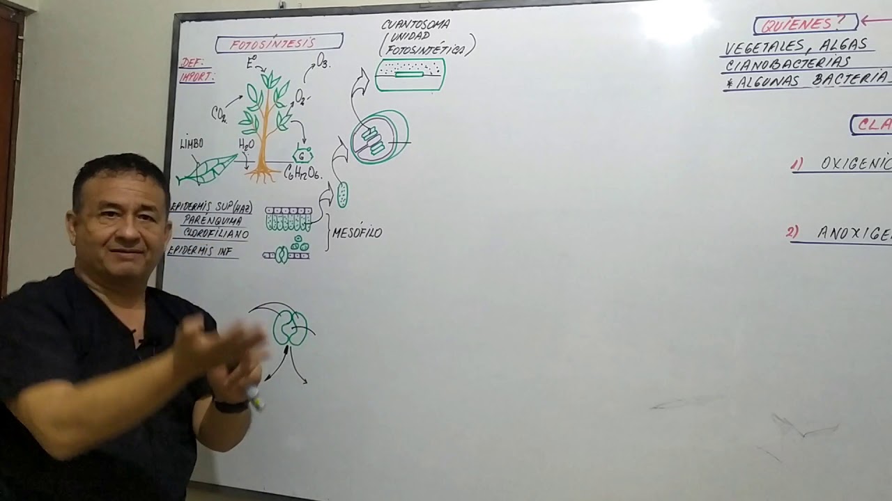 FOTOSÍNTESIS  PASO A PASO - VÍA C3 - FASE LUMINOSA - FASE OSCURA - CICLO DE CALVIN BENSON -