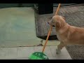My Dog S Sweeping The Floor I Think DOGS ARE THE CUTEST