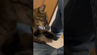ニャイニングフインガー！　#ねこ動画#ねこのいる日常 #ねこのいる暮らし#ねこのいる生活 #cat #catlover