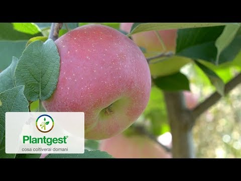 Candine®, la mela dolcemente naturale