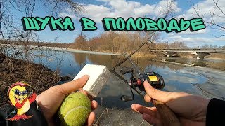 Щука на суре в пензе
