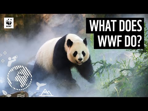 image-Who can work in WWF?