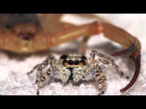 Tema das Acácias - André Bernard (música e fotos)