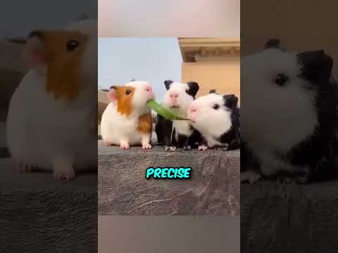 These Hamsters Shocked Everyone ????