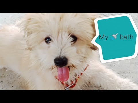 Sarah's bath day|Puppy'sBath|Sushmita &Sarah