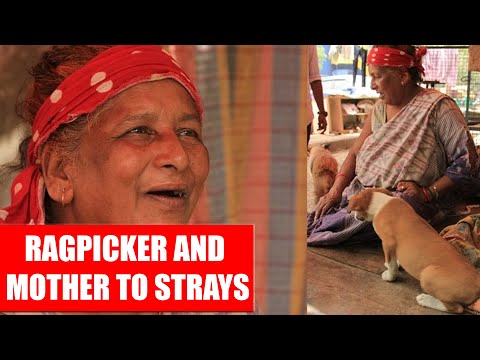 Mother Of 400 Stray Dogs | Storiesoceanica