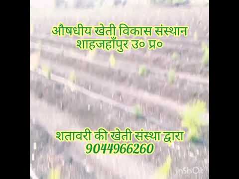 Plants nepali satawar nursery, for agri crop, shahjahanpur