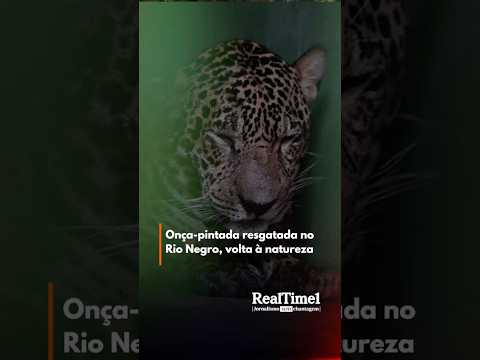 Onça-pintada resgatada no Rio Negro, volta à natureza