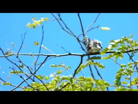 Tortolita Cuyana (Columbina picui)