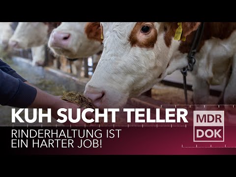 Kuh sucht Teller - Biolandwirtschaft in Nordsachsen | MDR DOK