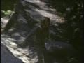 "Halfway Home": Maureen McGovern Sings The Theme Song From The 1981 Film "The Earthling"