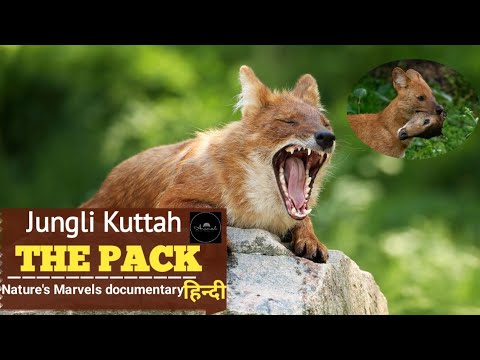 jungli Kuttah - जंगली कुत्ता | Munesh documentary in Hindi  | #documentary #viral #africa #animals