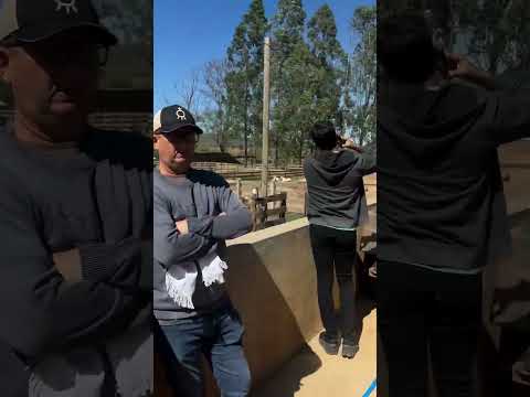 fazenda calciolândia Arcos MG. #pecuarista #gado #cow #fazenda #vaca #girleiteiro