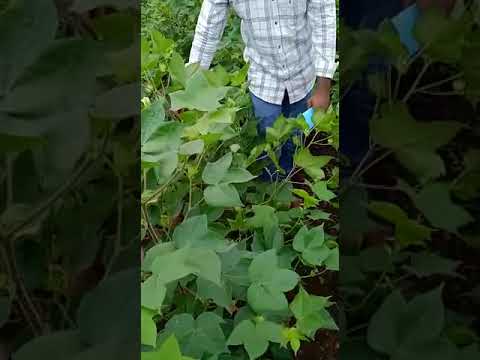 Pranil Agri Cotton Crop Management with Shield and Pamella