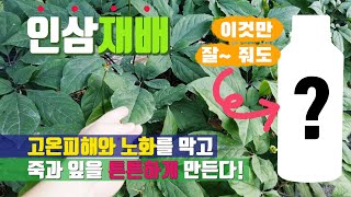 인삼재배기술 고온피해 잎과 죽을 튼튼하게 인삼재배방법 예정지 토양관리