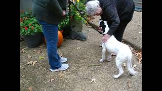 Video preview image #1 Pointer-Unknown Mix Puppy For Sale in Germanton, TN, USA