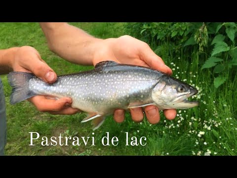Pescuit la pastrav pe un lac artificial!