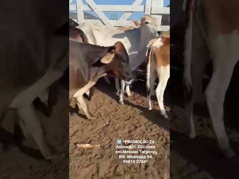 ➡️ *PROMOÇÃO 24 Animais: 1.350 cada em Messias Targino/ RN. Whatsapp 84 99810 2784*