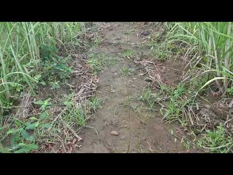 Alphonsa Mango Plantations