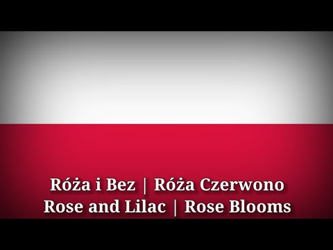 Róża i Bez - Rose and Lilac [Polish Lyrics & English Translation]