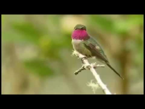 Solange Borges - Beija-Flor