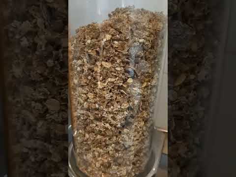 😋 Healthy Breakfast#Alpen Muesli yummy😋short#ASMR Satisfying #shorts