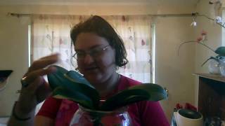 PLANT UPDATE: ARE THOSE BUDS?