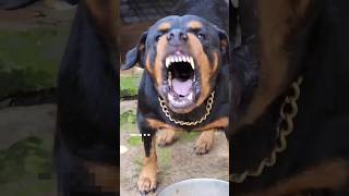 Download lagu dog barking sound #dog #dogshorts #shortsfeed #trending #youtubeshorts #shorts #dogs mp3
