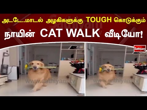 அடடே  மாடல் அழகிகளுக்கு TOUGH கொடுக்கும் நாயின் CAT WALK வீடியோ!! | Dog | Sathiyam Tv News