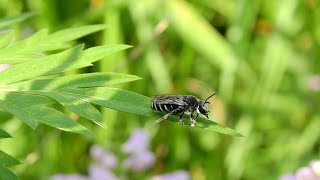 ムビる18497 20210731 004 アオスジハナバチ aosujihanabachi