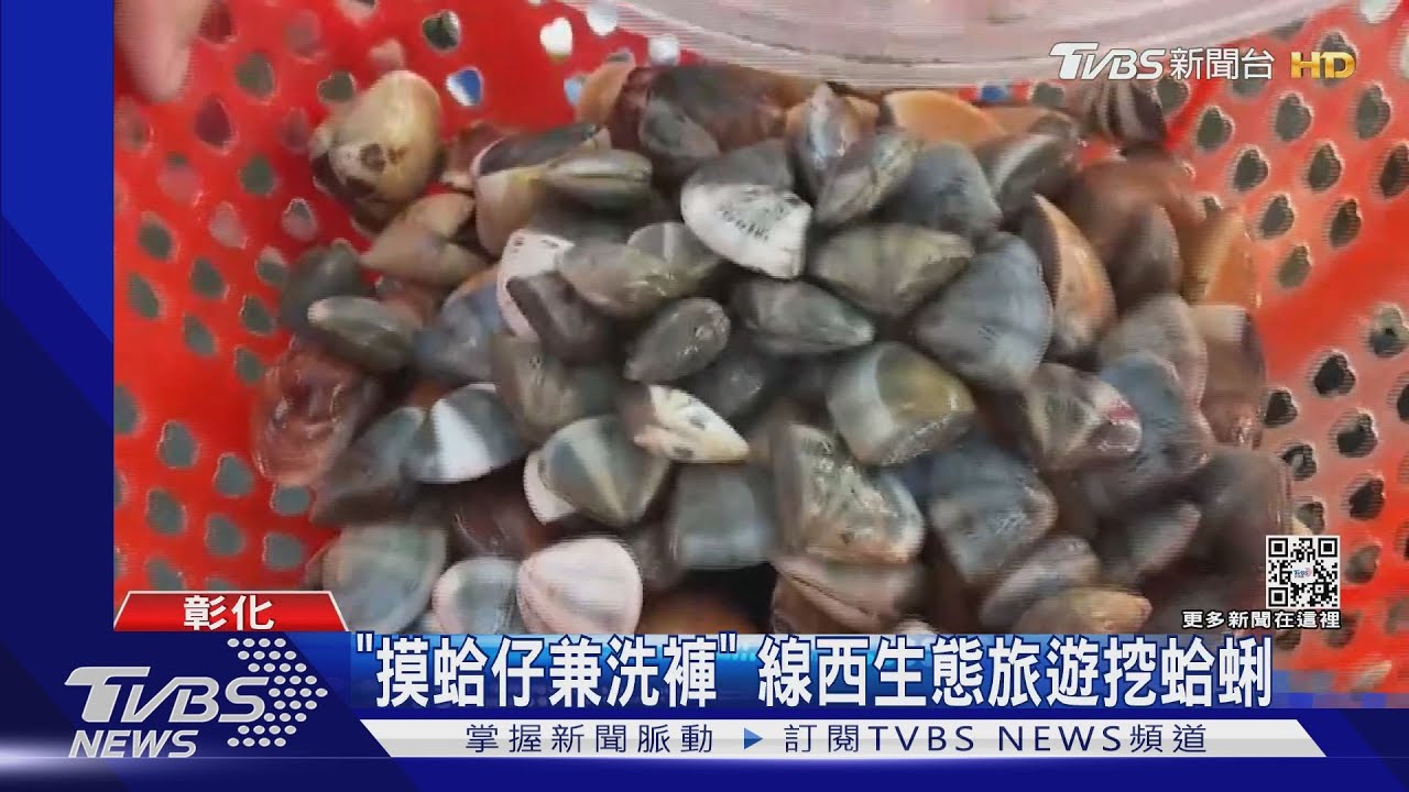 自摸100、他摸120起 生態旅遊「摸蛤仔兼洗褲」