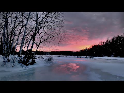 Viisikielinen 334 Olet valveilla