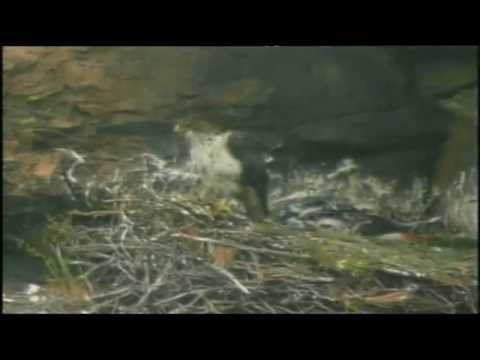 Audiovisual: Torreón de Sobradillo (Parte 2/3)