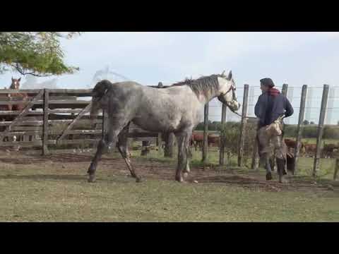 Lote BH COVER SUREÑA