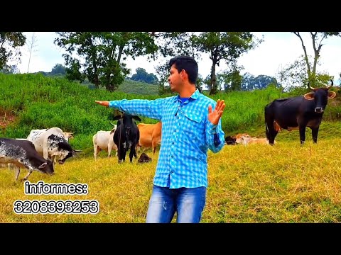 FINCA GANADERA Y AGRICOLA CERCA A FUSAGASUGA CUNDINAMARCA 