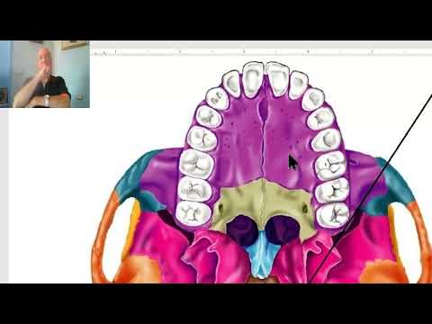 Anatomy of head and neck module in Arabic 6 (Norma basalis externa , part 1) , by Dr. Wahdan
