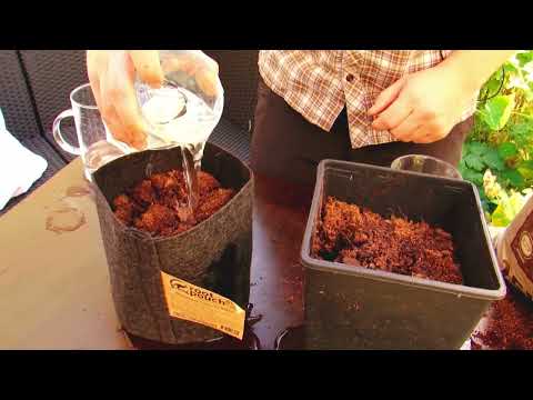 Root Pouch vs  Plastiktopf Wir gießen absichtlich an den Rand