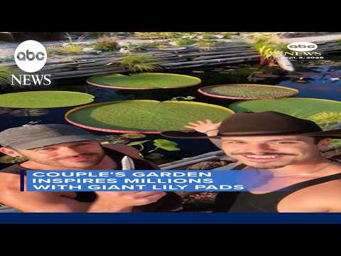 Couple's garden inspires millions with giant lily pads