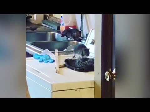 Disturbing videos show rats `as big as dogs` taking over Bronx building