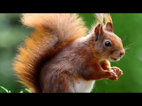 Birds and Squirrels for Separation Anxiety/The Traveling Bird Feeder - Relax With Squirrels & Birds