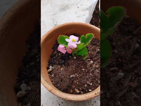 ベゴニアについて詳しく解説