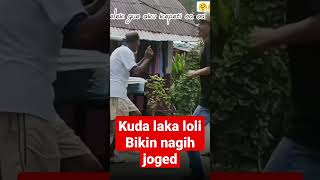 Download lagu masih dari NTT yang viral KUDA LAKA LOLI nya bikin nagih #shorts #shortvideo #fyp #kudalakaloli mp3