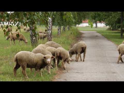 Reč struke ep. 201 04.09.2018. NAJAVA