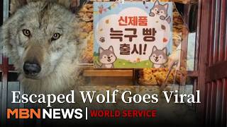 From Escapee to Local Celebrity The Viral Fame of Wolf 'Neukgu'