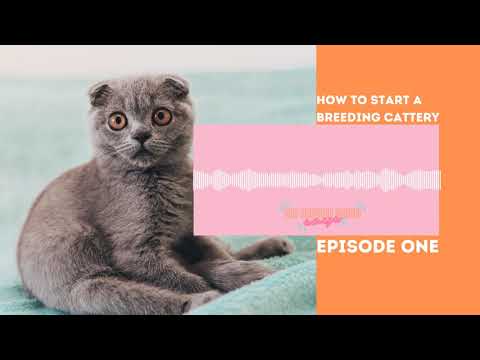 Cat Breeder Sensei Says | Cat Breeding Podcast | How To Start A Breeding Cattery