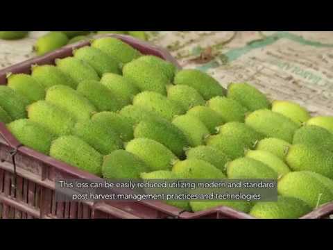 কৃষিপণ্য সংগ্রহত্তোর পরিচর্যা