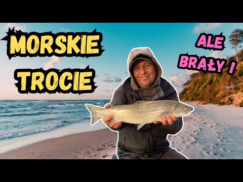 ROZPOCZYNAMY SEZON TROCIOWY Z BRZEGU NAD MORZEM BAŁTYCKIM. [ DUŻO BRAŃ ].  MORSKIE TROCIE ]