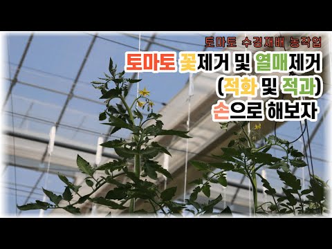 , title : '토마토 꽃제거 및 열매제거(적화 및 적과) 손으로 해보자 _ EP4'