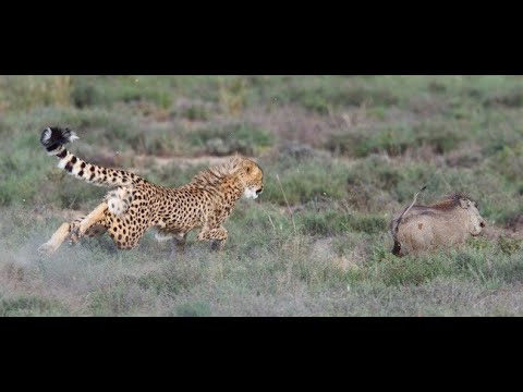 Warthog vs Cheetah | EPIC BATTLE | BE WILD