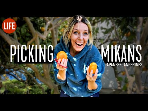 採摘橘子｜生活在日本 第138集 (Picking Mikans (Japanese Tangerines) | Life in Japan Episode 138)
